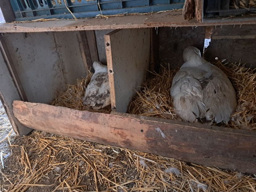  - Pasari la ferma 2023