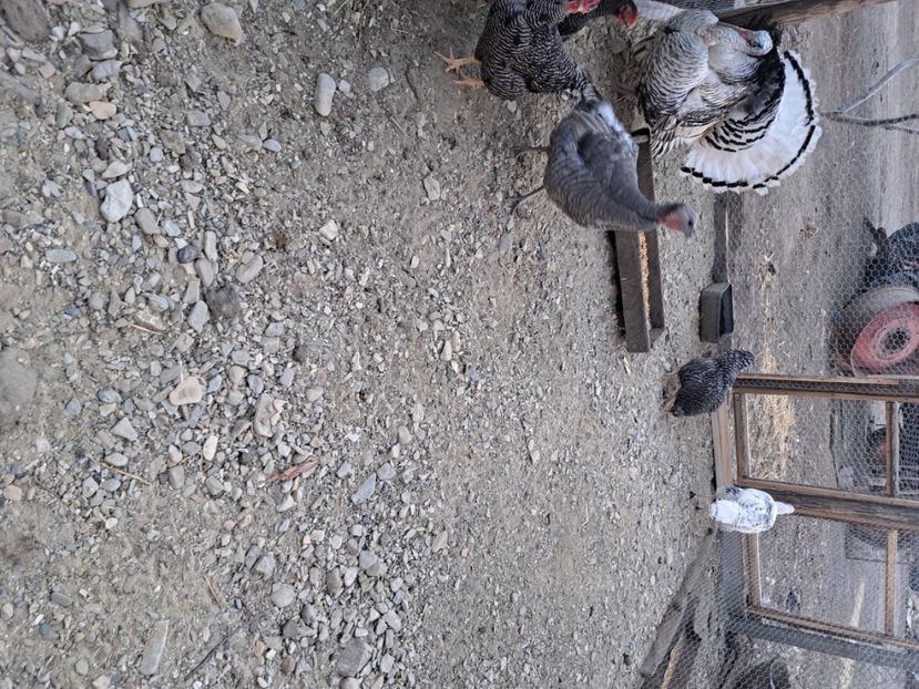  - Pasari la ferma 2023