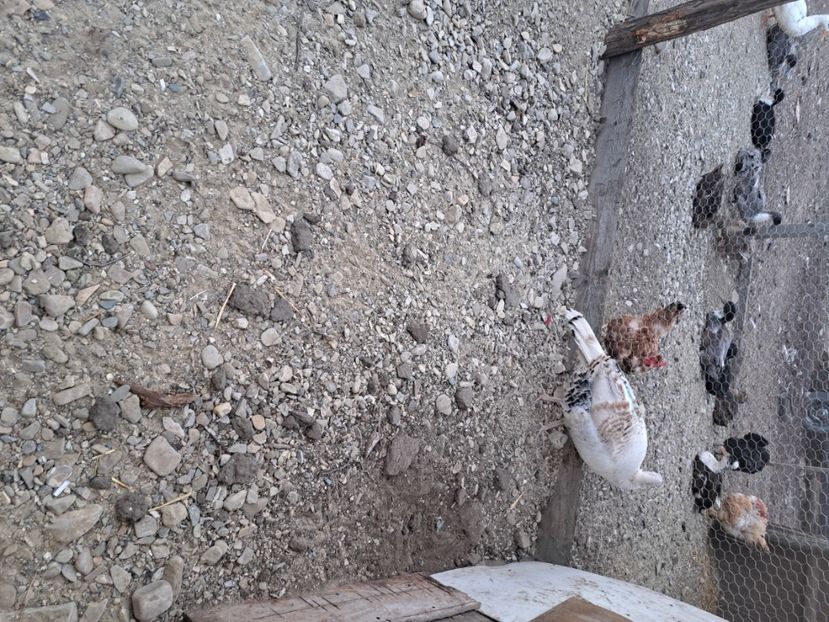  - Pasari la ferma 2023