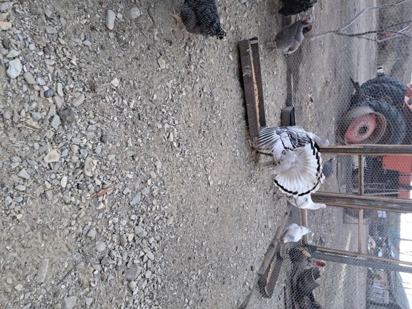  - Pasari la ferma 2023