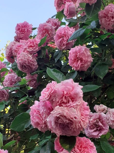  - Heillige Elisabeth 2023