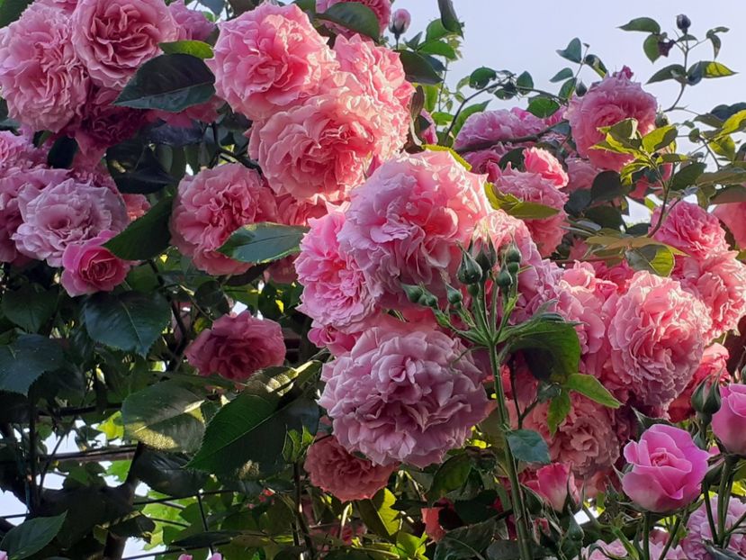  - Heillige Elisabeth 2023