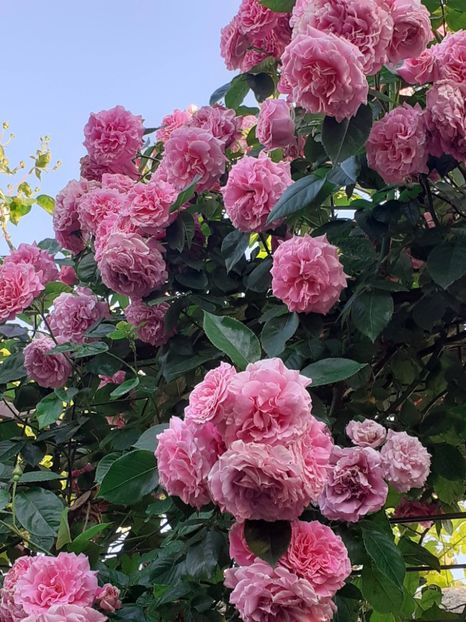  - Heillige Elisabeth 2023