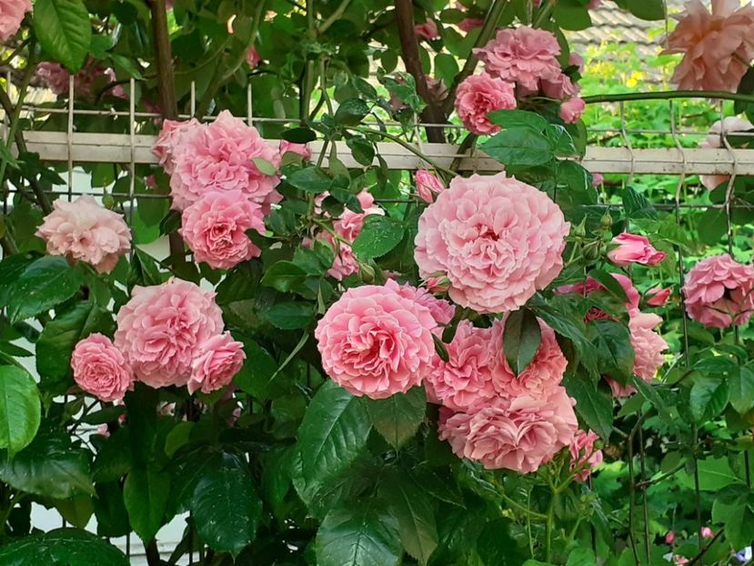  - Heillige Elisabeth 2023