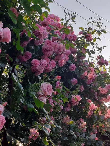  - Heillige Elisabeth 2023