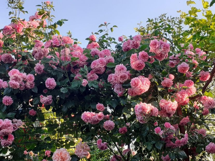  - Heillige Elisabeth 2023