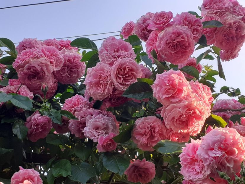  - Heillige Elisabeth 2023