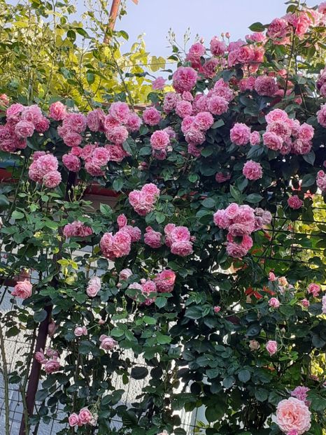  - Heillige Elisabeth 2023