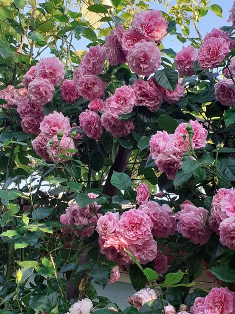  - Heillige Elisabeth 2023