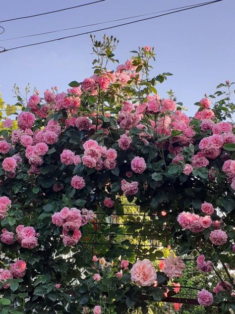  - Heillige Elisabeth 2023