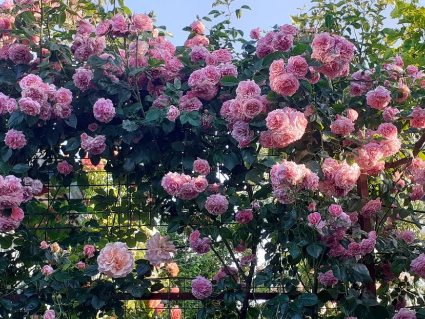  - Heillige Elisabeth 2023