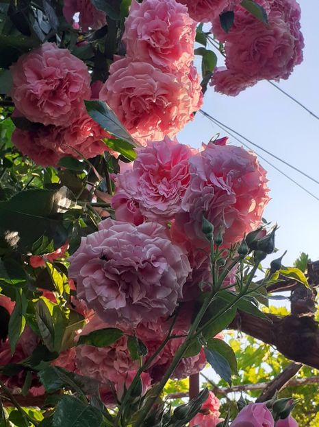  - Heillige Elisabeth 2023