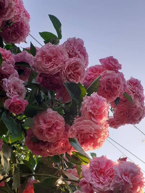  - Heillige Elisabeth 2023