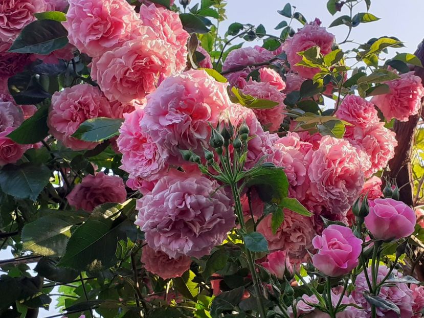  - Heillige Elisabeth 2023