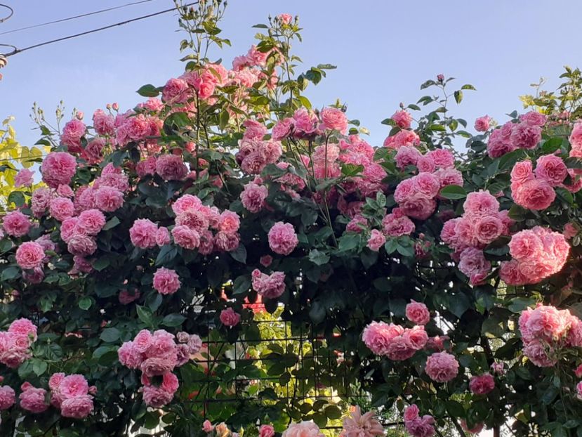  - Heillige Elisabeth 2023