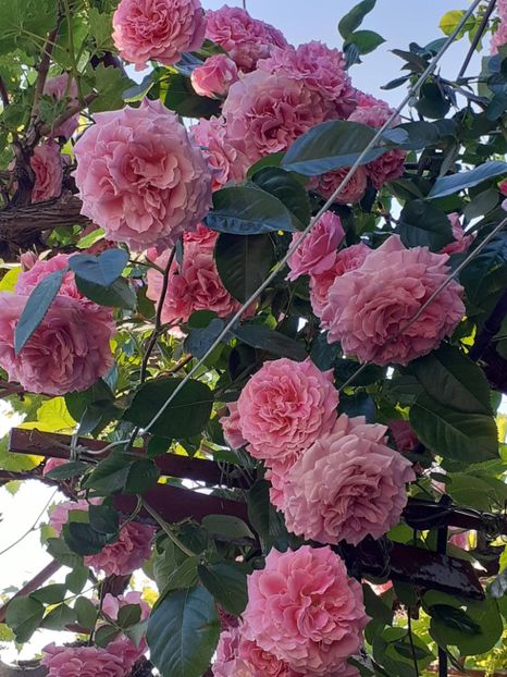  - Heillige Elisabeth 2023