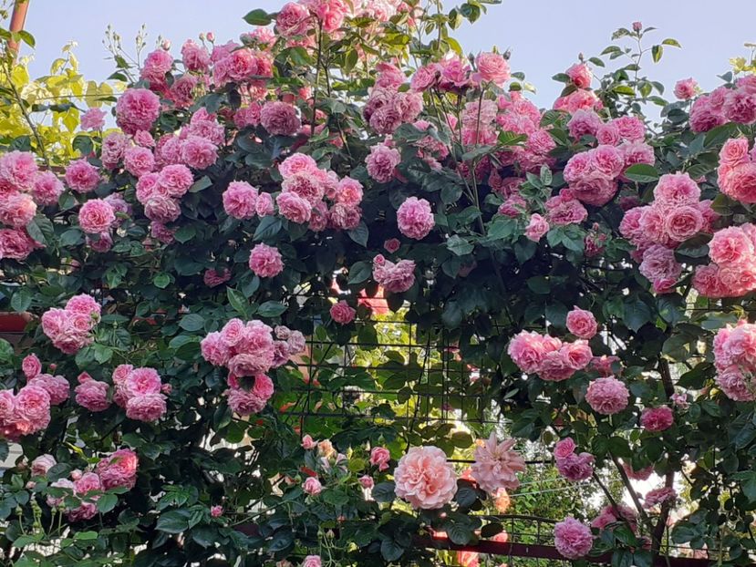  - Heillige Elisabeth 2023