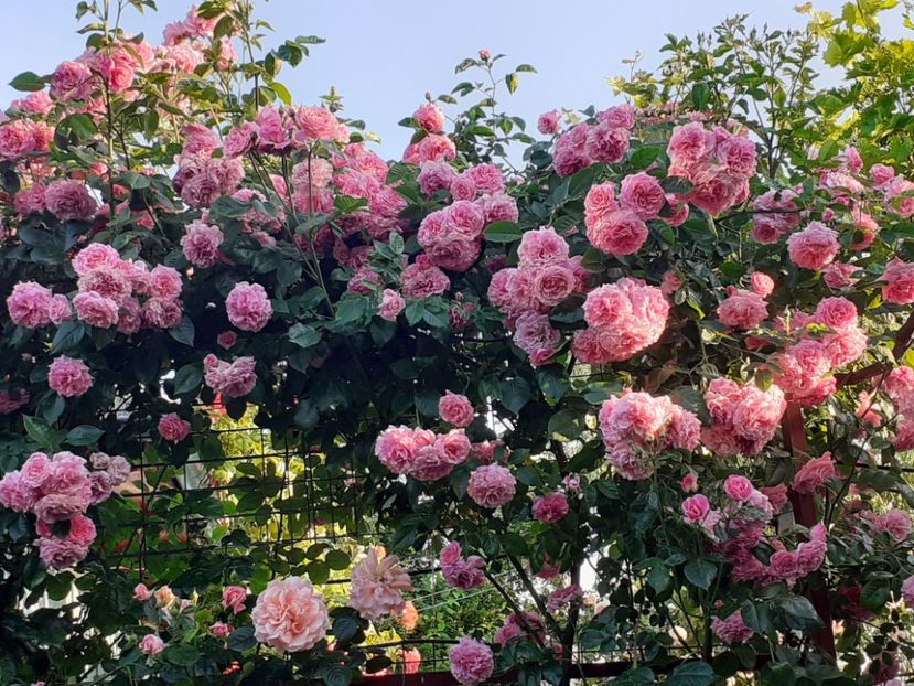  - Heillige Elisabeth 2023