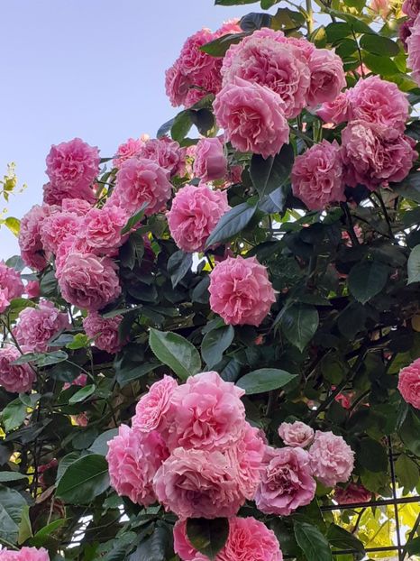  - Heillige Elisabeth 2023