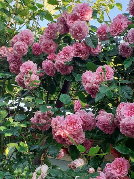  - Heillige Elisabeth 2023