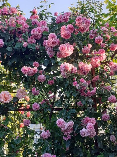  - Heillige Elisabeth 2023