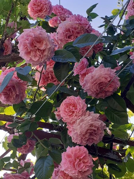  - Heillige Elisabeth 2023