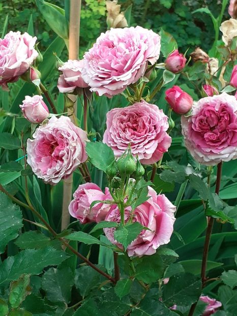  - Agnes 2021 - 2022-2023