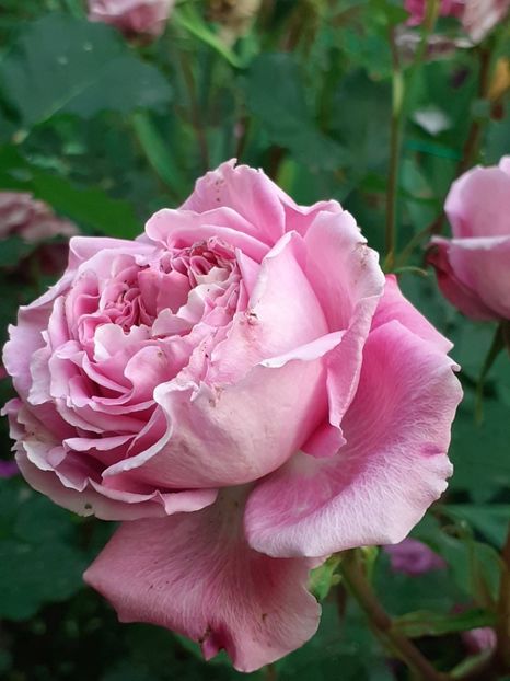  - Agnes 2021 - 2022-2023