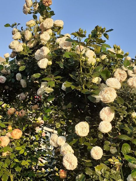  - 01 - TRANDAFIRI 2023