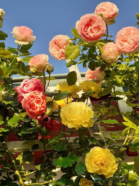  - 01 - TRANDAFIRI 2023