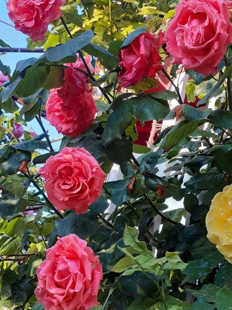  - 01 - TRANDAFIRI 2023