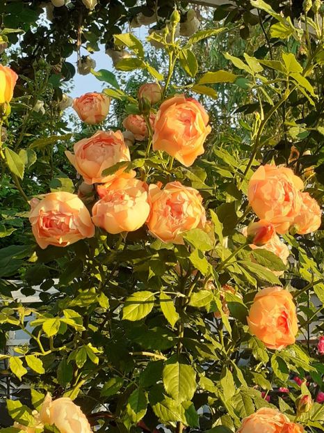  - 01 - TRANDAFIRI 2023