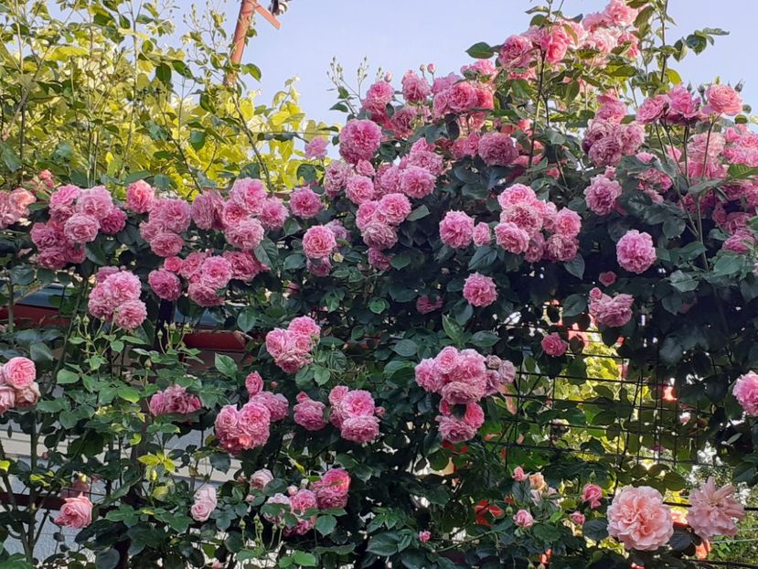  - 01 - TRANDAFIRI 2023