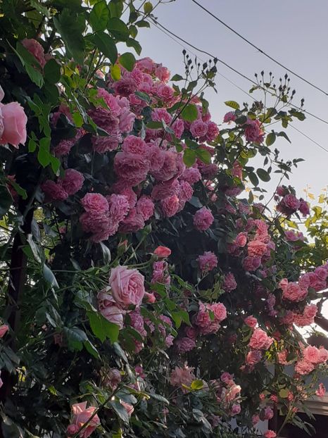  - 01 - TRANDAFIRI 2023