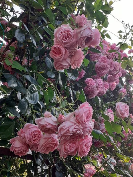  - 01 - TRANDAFIRI 2023