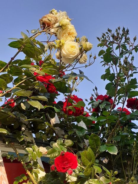  - 01 - TRANDAFIRI 2023