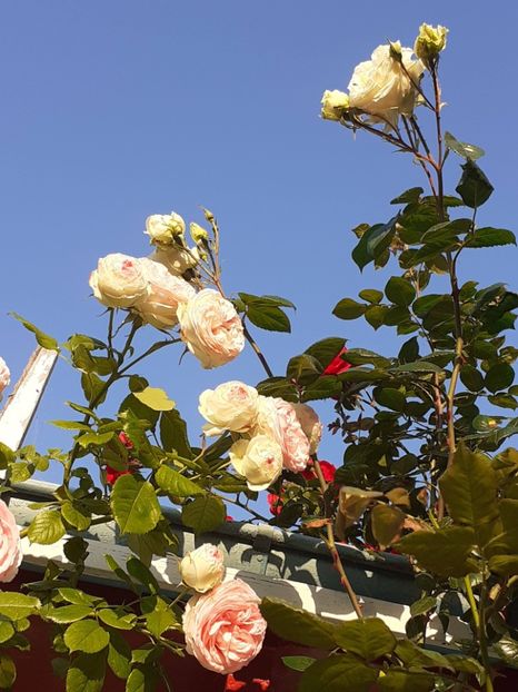  - 01 - TRANDAFIRI 2023