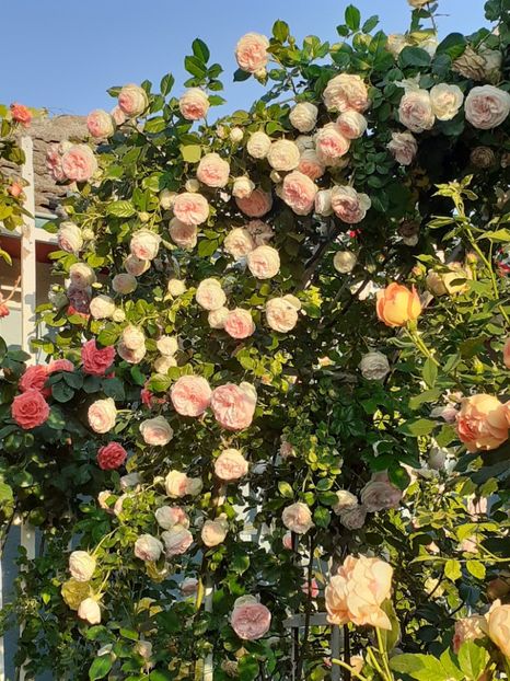  - 01 - TRANDAFIRI 2023