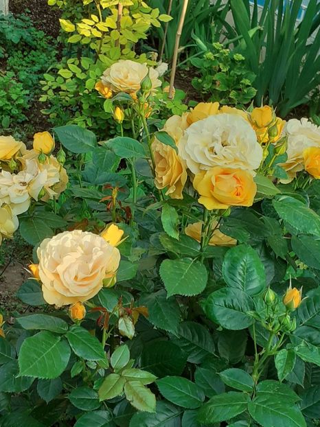  - 01 - TRANDAFIRI 2023