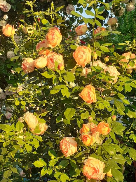  - 01 - TRANDAFIRI 2023