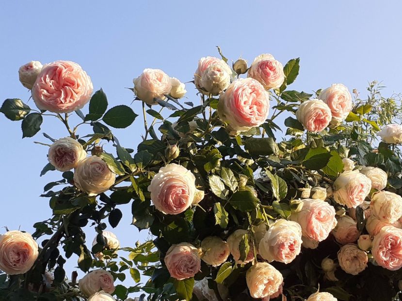  - 01 - TRANDAFIRI 2023