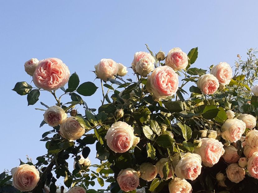  - 01 - TRANDAFIRI 2023