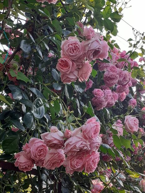  - 01 - TRANDAFIRI 2023