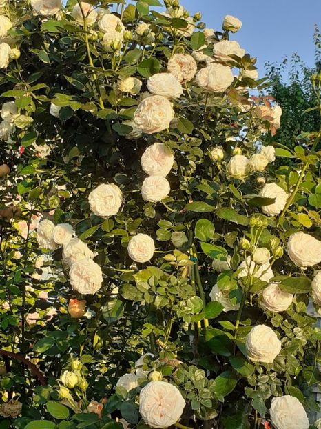  - 01 - TRANDAFIRI 2023