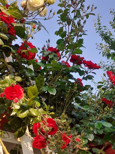  - 01 - TRANDAFIRI 2023