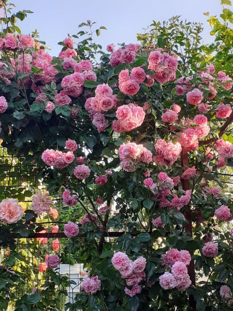  - 01 - TRANDAFIRI 2023