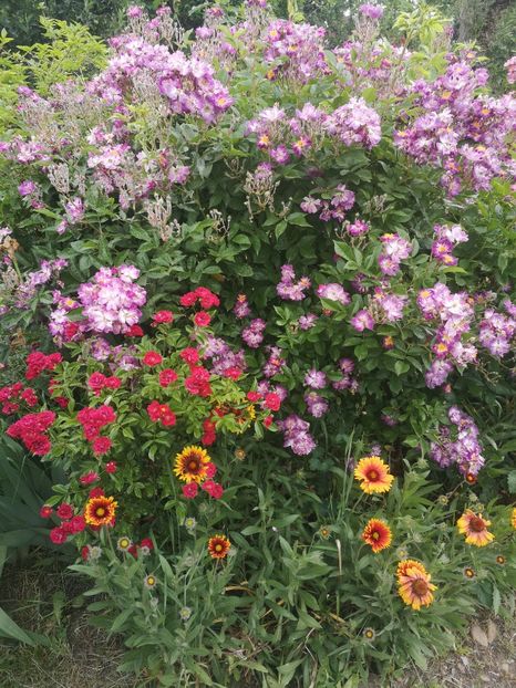 Veilchenblau - Trandafiri 2023