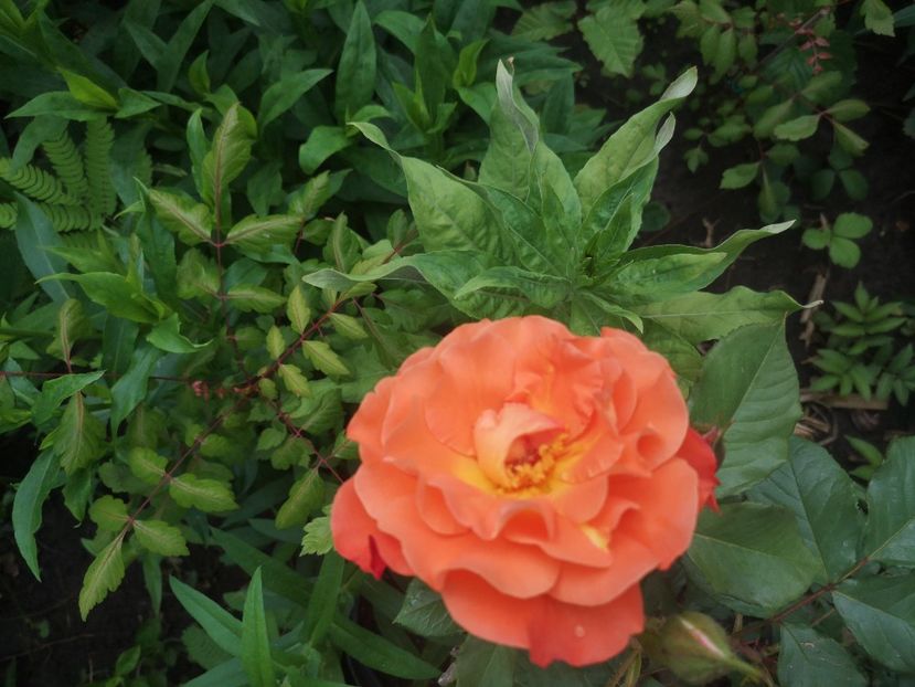 westerland - Trandafiri 2023