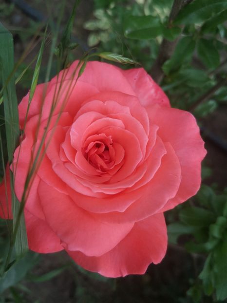 Coral - Trandafiri 2023