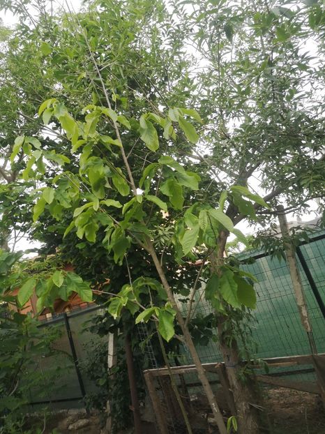  - arbori fructiferi 2023